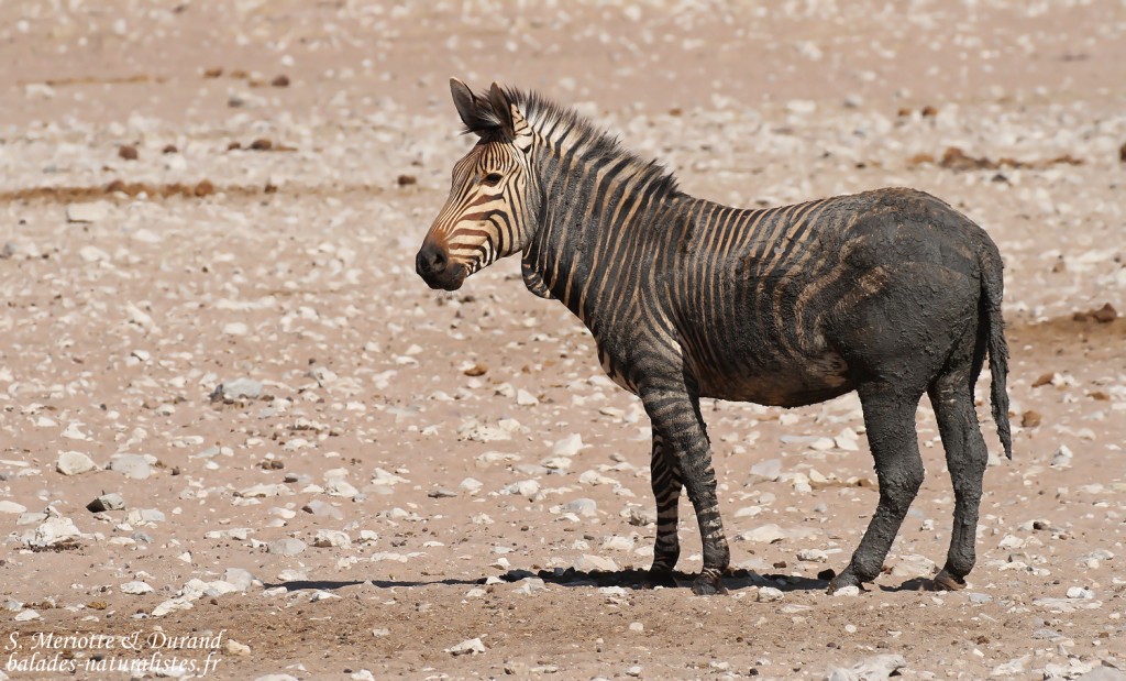 Zèbre de Hartmann, Etosha