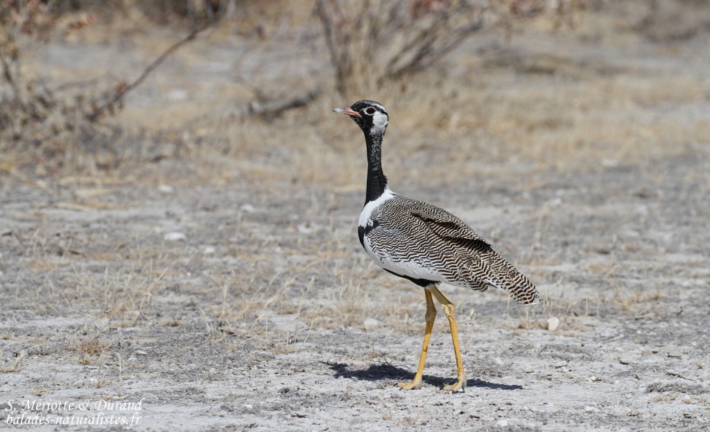 Outarde à miroir blanc, Etosha