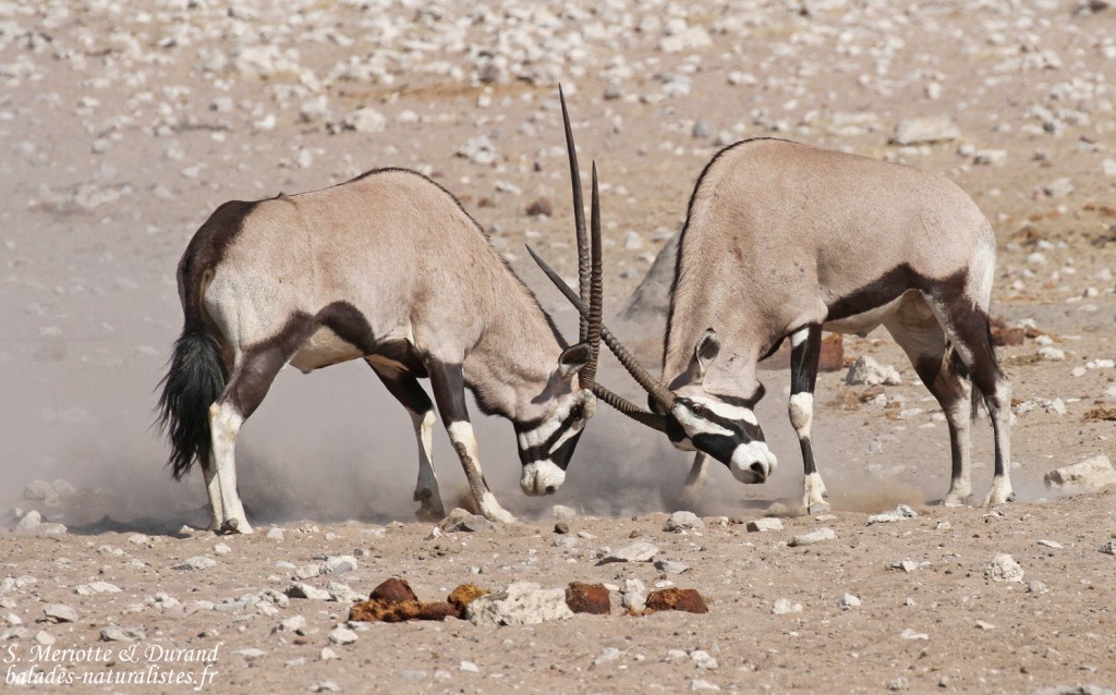 Oryx, Etosha
