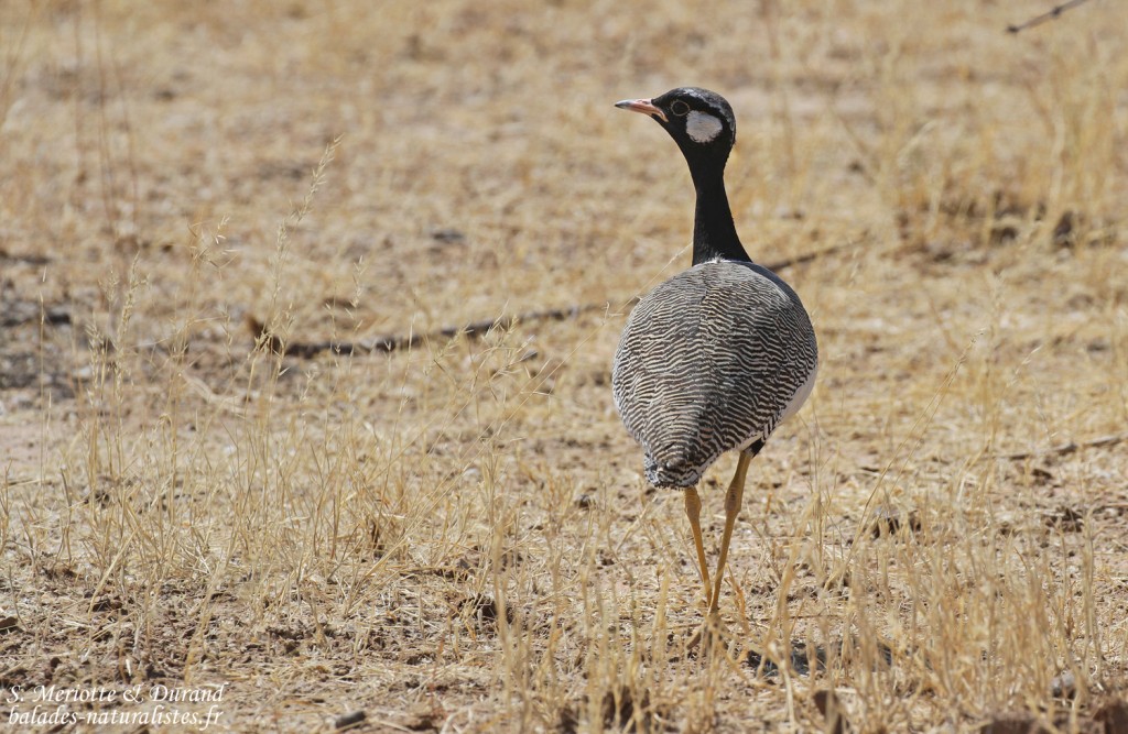 Outarde à miroir blanc, Etosha
