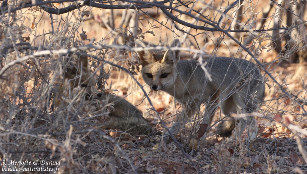 Renard du Cap, Etosha