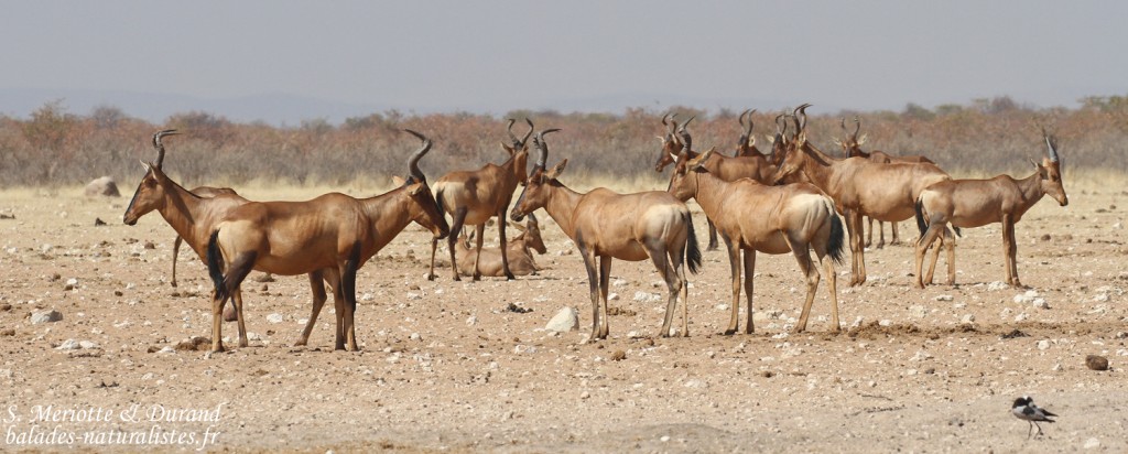 Groupe de bubales, Etosha