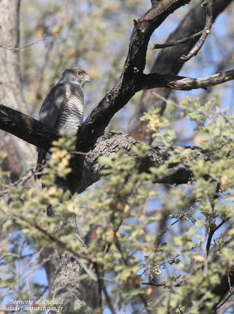 Autour de l'Ovambo, Okaukuejo