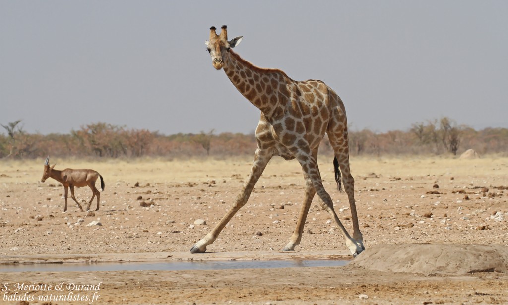 Girafe, Etosha