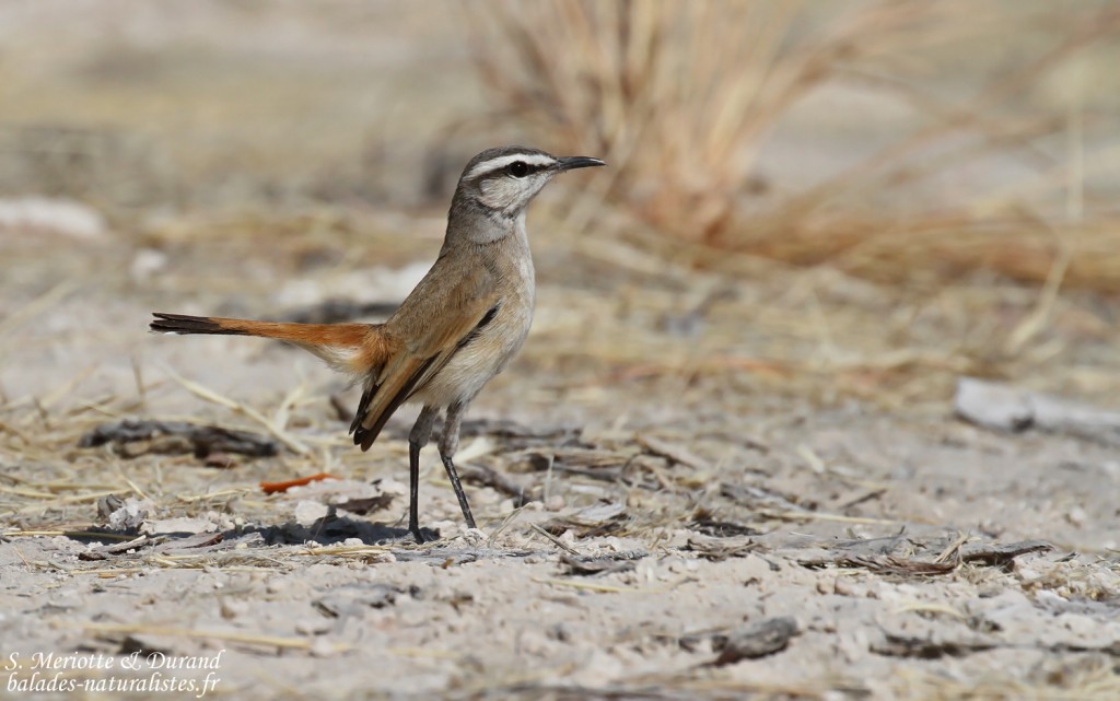 Agrobate du Kalahari, Etosha