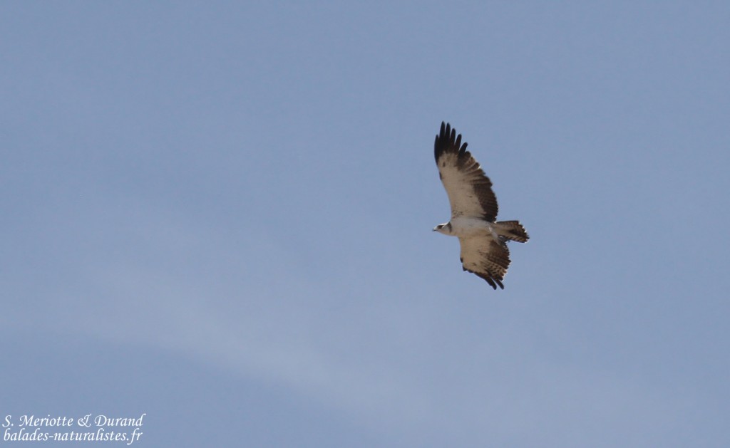 Jeune Aigle martial, Etosha