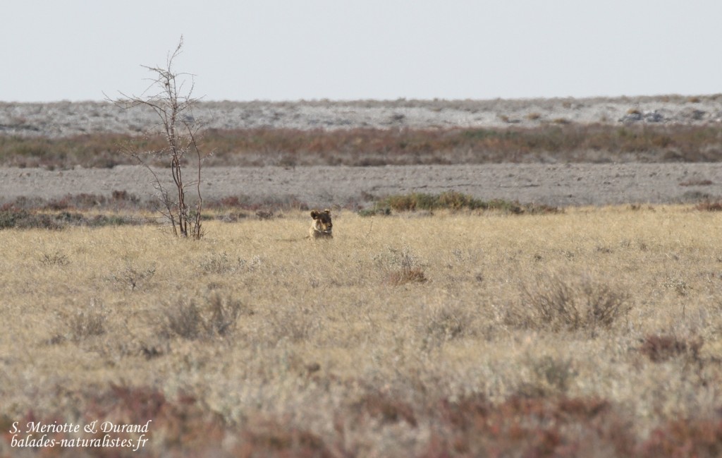 Lion, Etosha