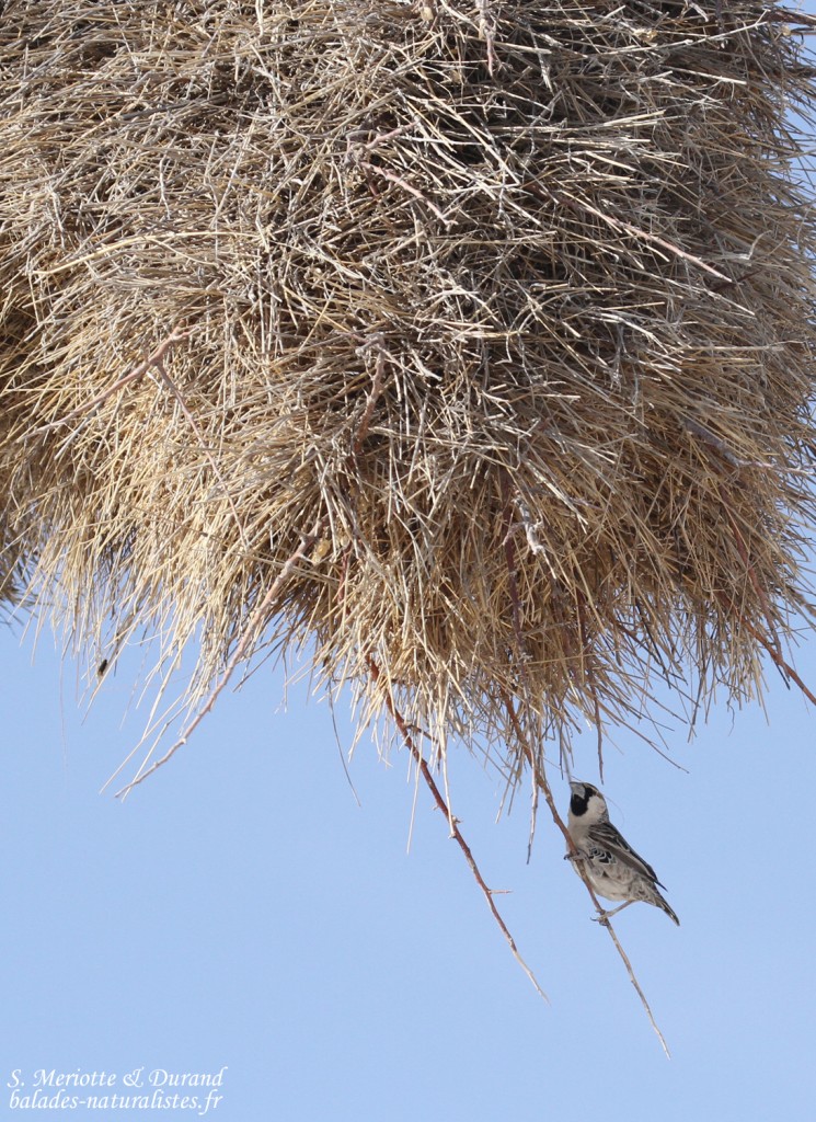 Républicain, Etosha