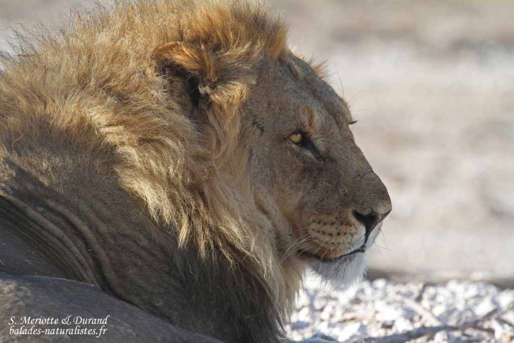 Lion, Etosha
