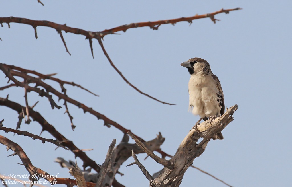Républicain, Etosha