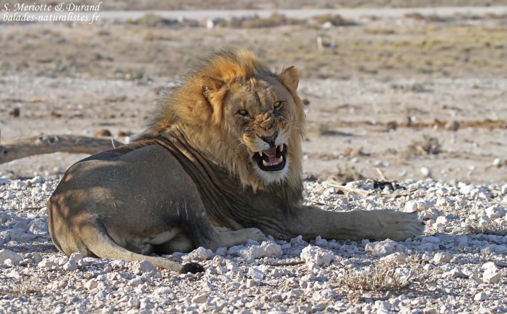 Lion, Etosha