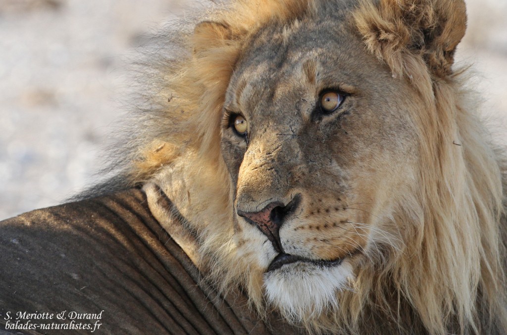 Lion, Etosha