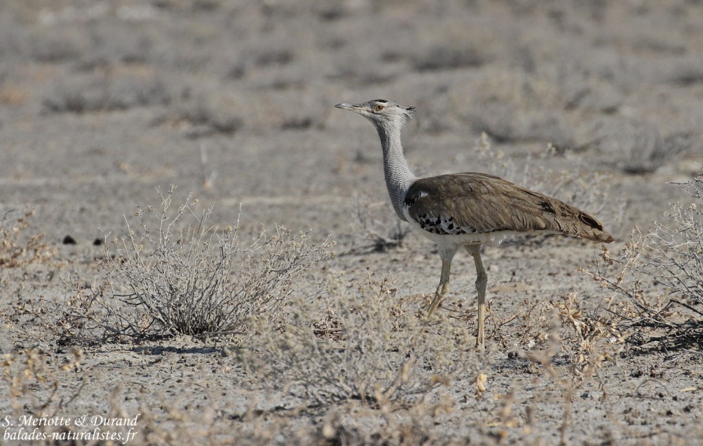 Outarde de Kori, Etosha