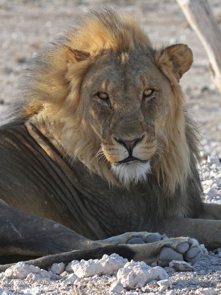 Lion, Etosha