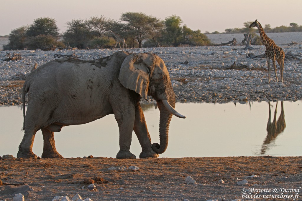 Eléphant, Okaukuejo