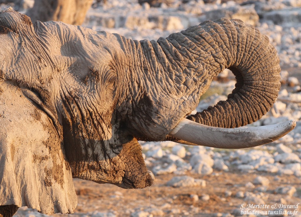 Eléphant, Okaukuejo