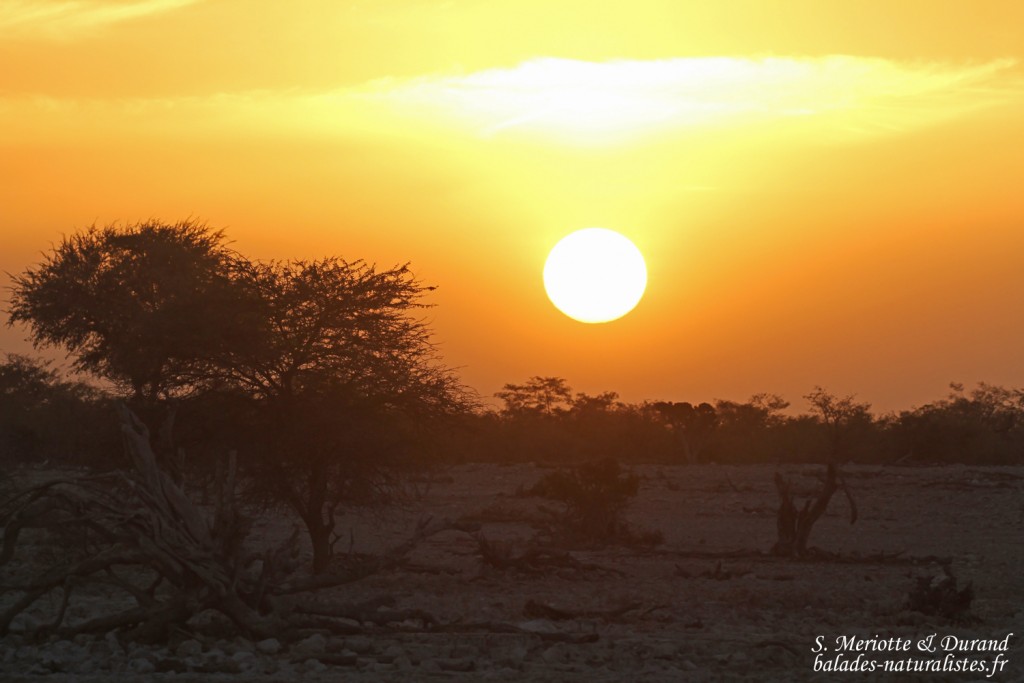 Okaukuejo, Etosha