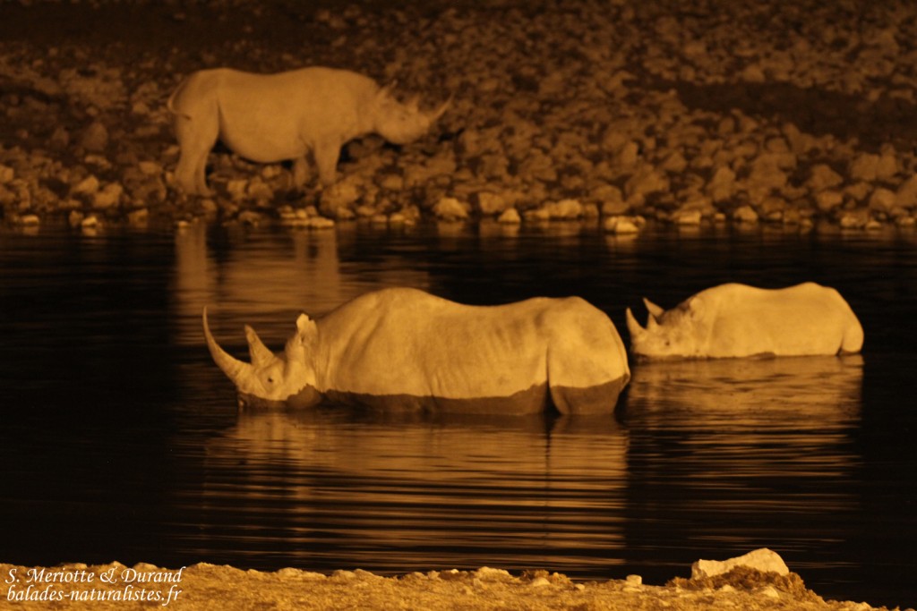 Rhinocéros noir, Okaukuejo