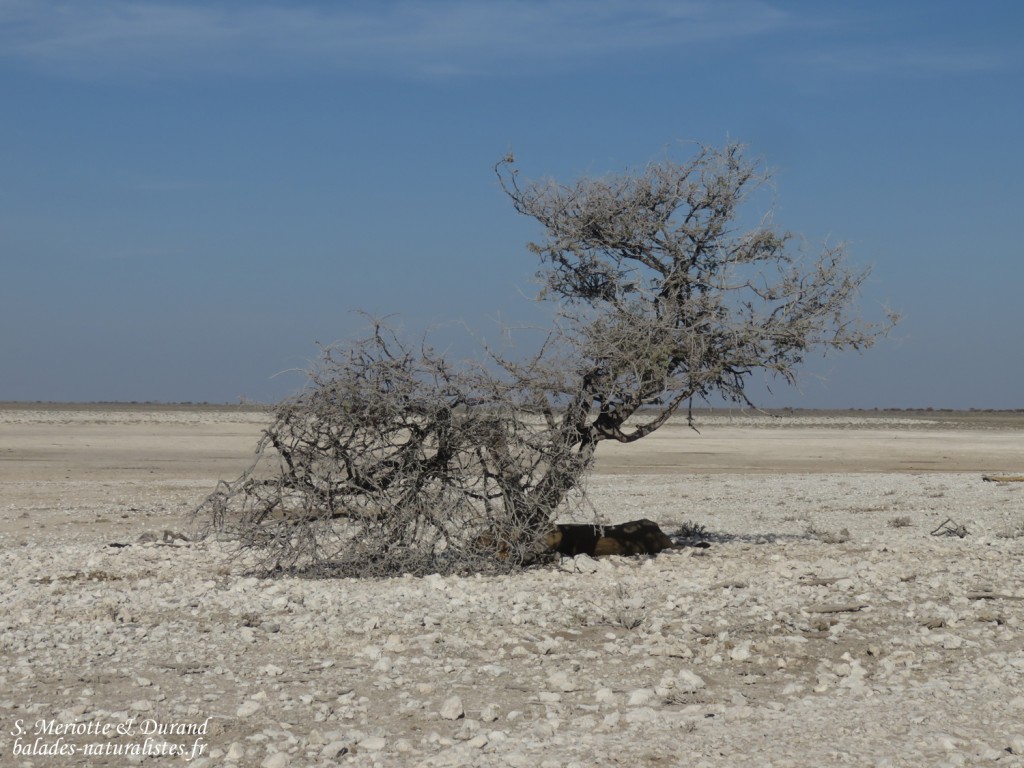 Lion, Etosha