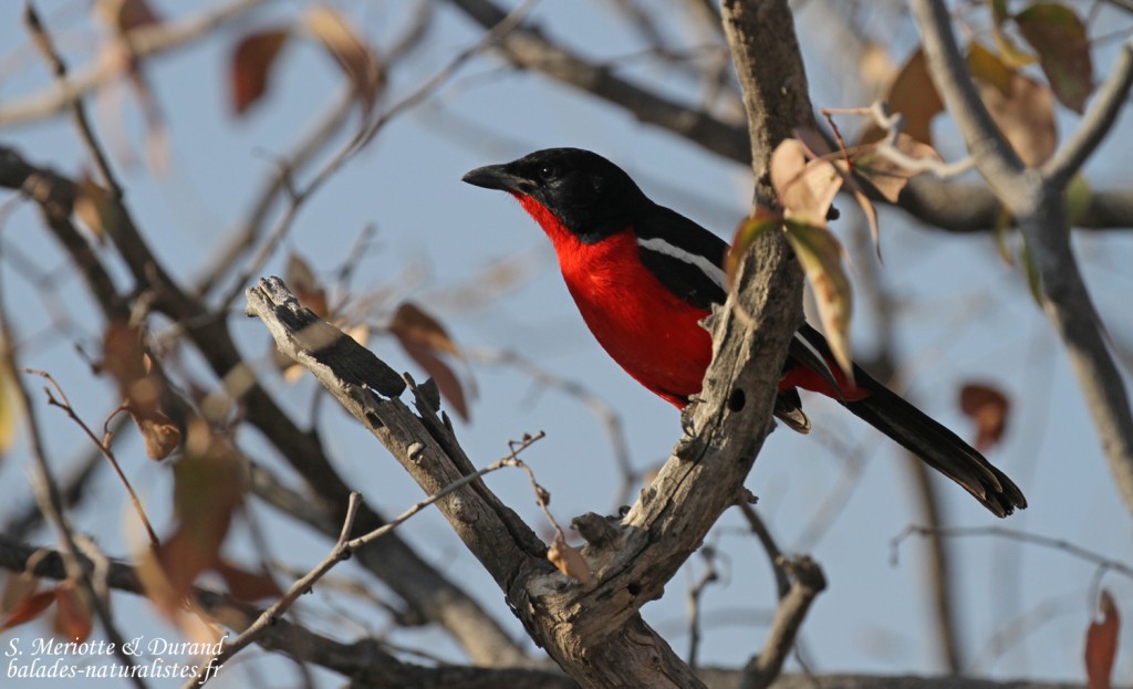 Gonolek rouge et noir, Etosha