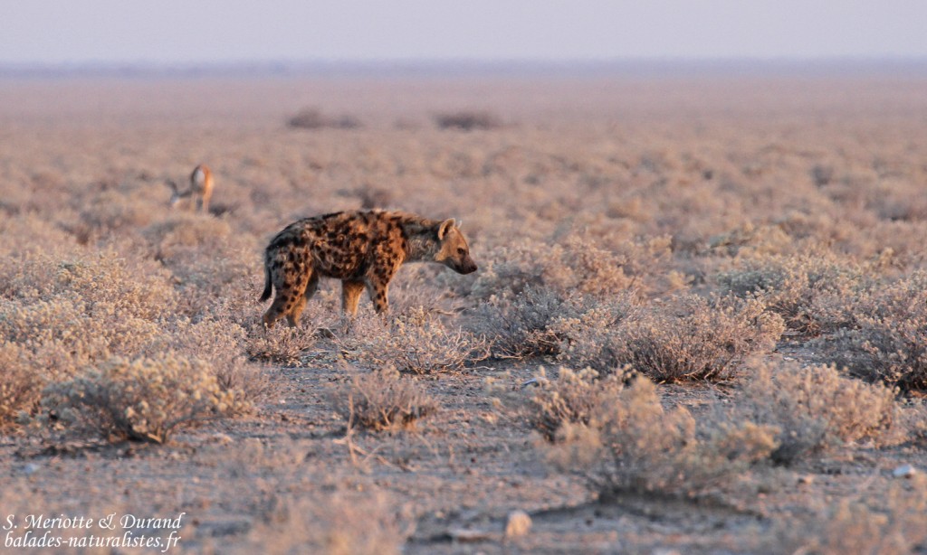 Hyène tachetée, Etosha