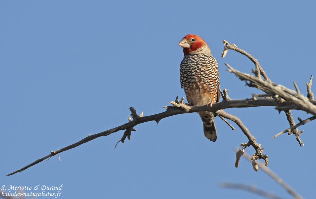 Amadine à tête rouge, mâle Etosha