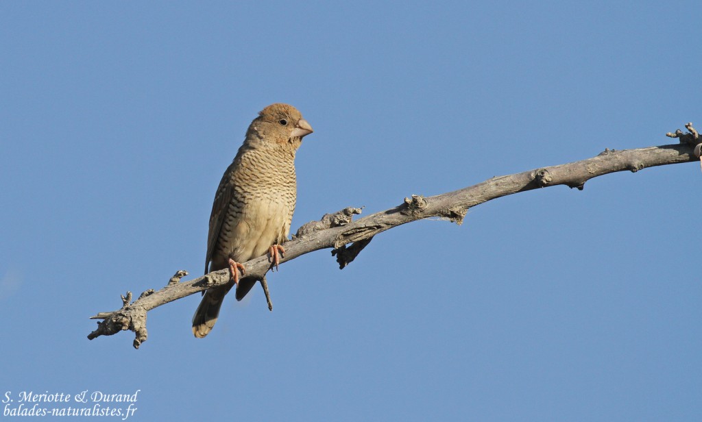 Amadine à tête rouge, femelle, Etosha