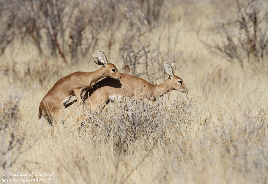 Raphicère champêtre, Etosha
