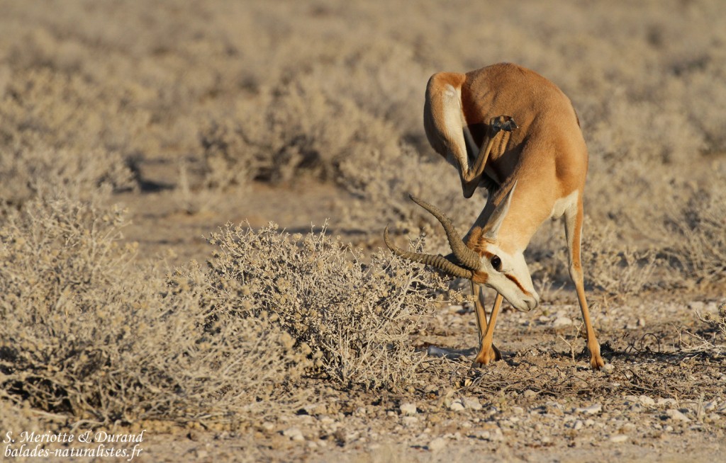 Springbok, Etosha