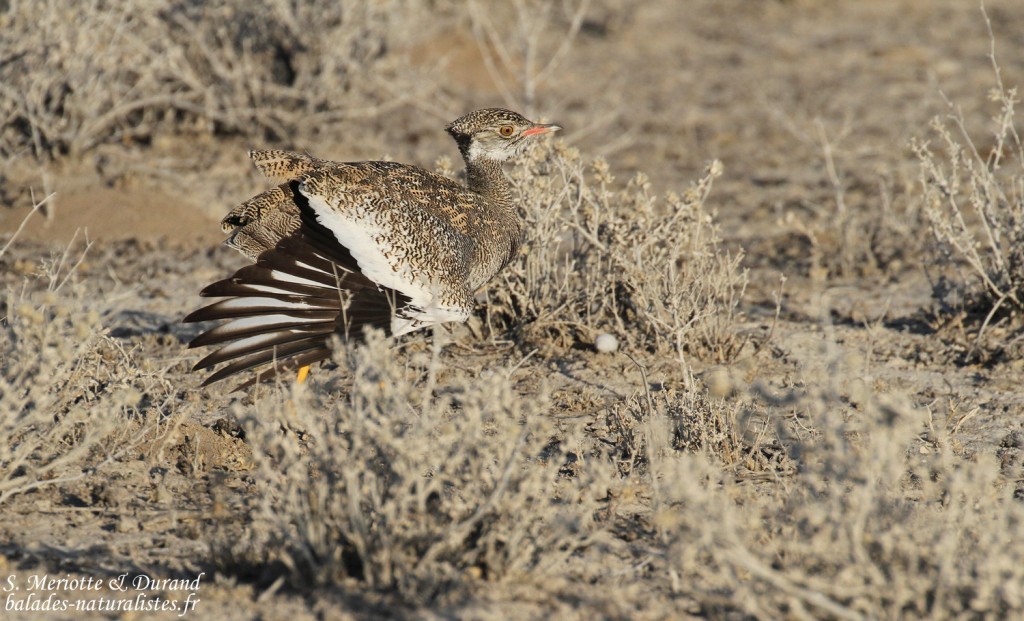 Outarde à miroir, Etosha