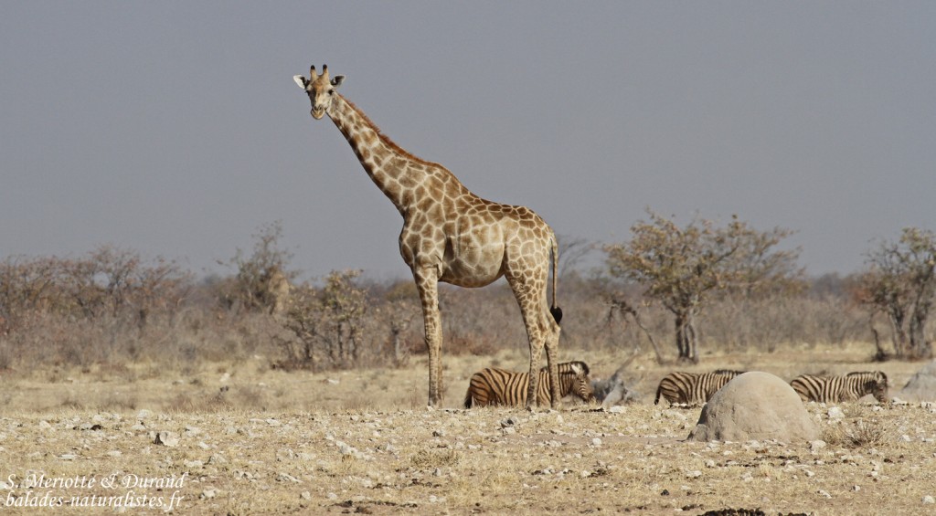 Girafe, Etosha
