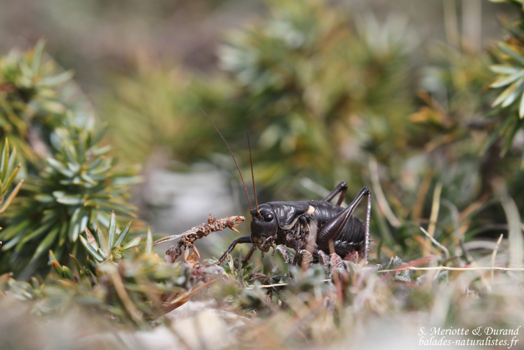 Criquet, Montagne de Lure