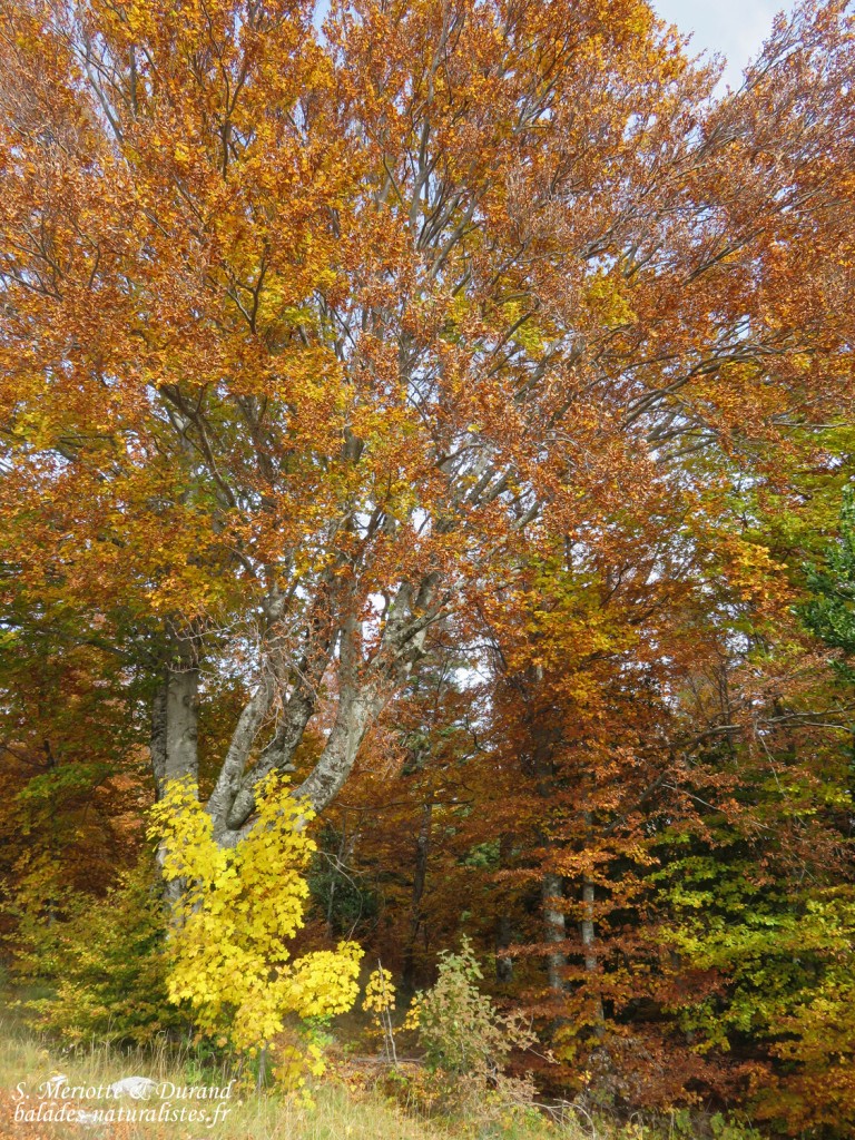 Montagne de Lure, sud