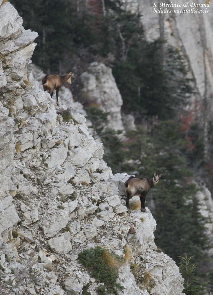 Chamois, Montagne de Lure