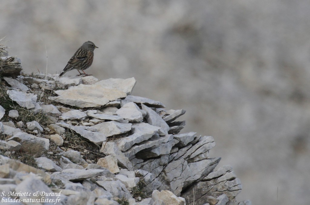 Accenteur alpin, Montagne de Lure