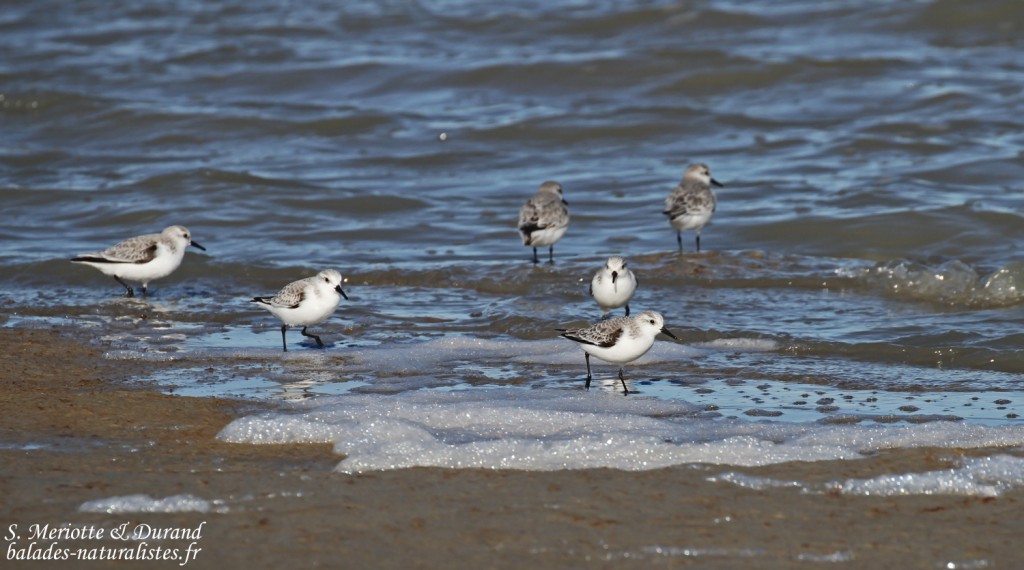 Bécasseaux sanderling, Camargue