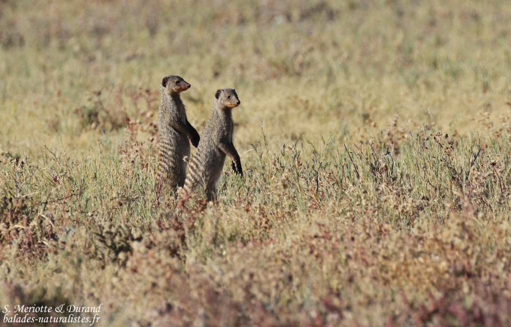Mangue rayée, Charitsaub Etosha