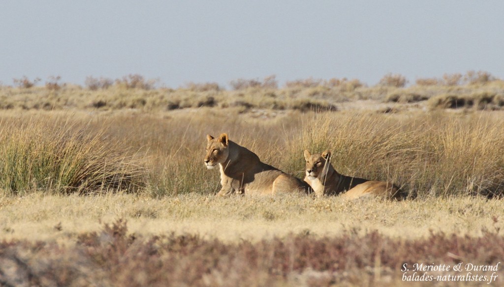 Lionnes, Etosha