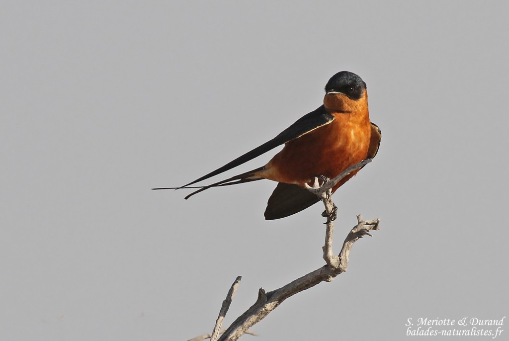 Hirondelle à poitrine rousse, Etosha
