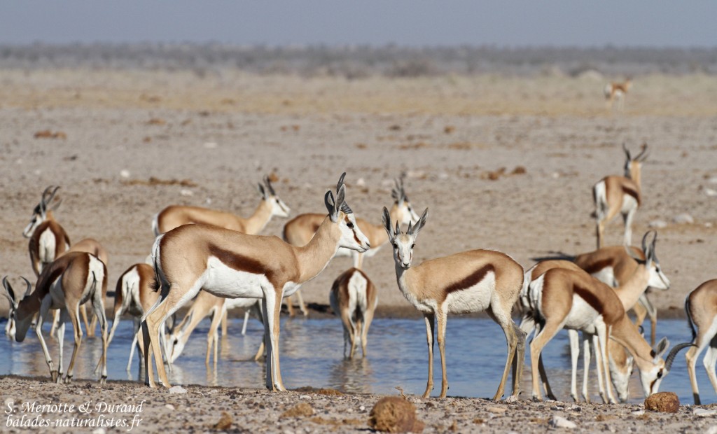 Springbok, Ozonjuitji m'Bari, Etosha