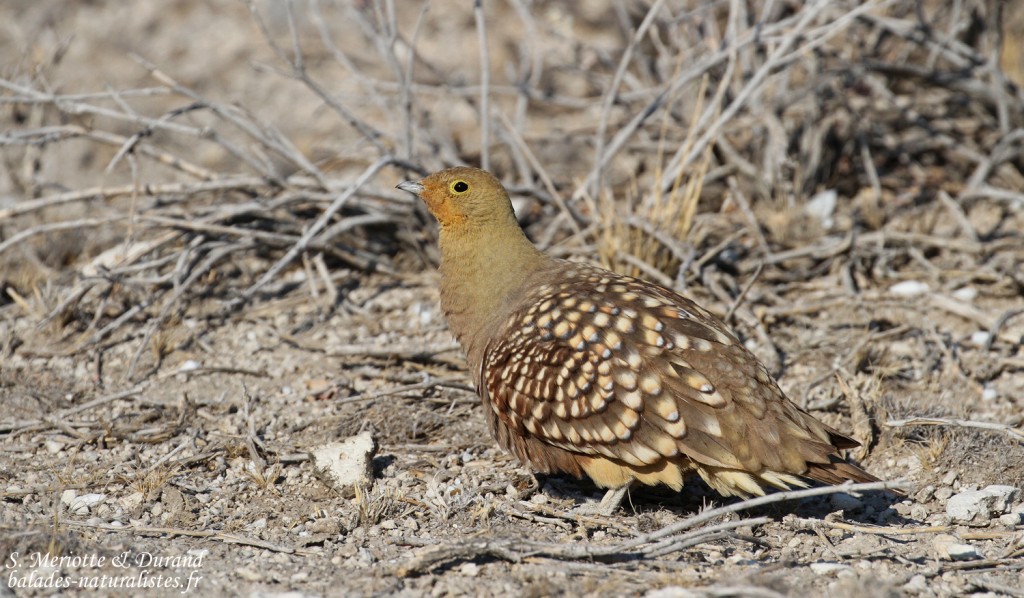 Ganga namaqua, Etosha