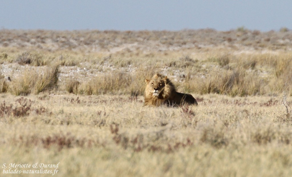 Lion, Etosha