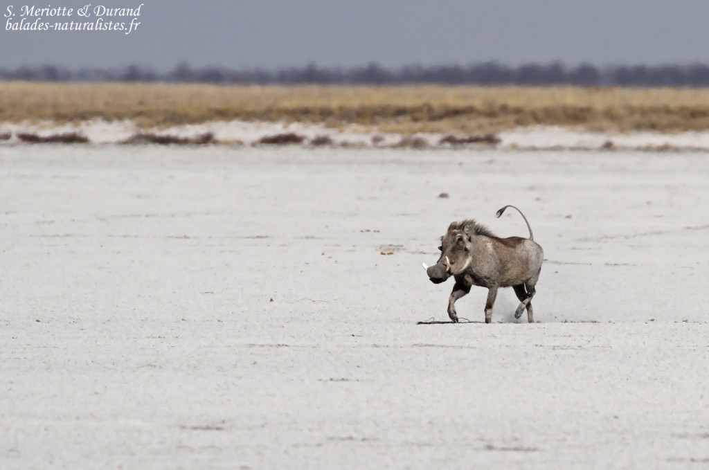 Phacochère, Twee palms, Etosha