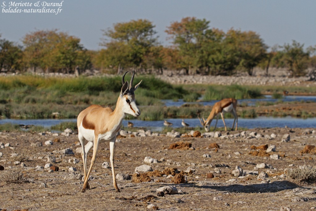 Springbok, Rietfontein Etosha