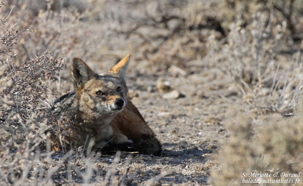 Chacal chabraque, Etosha