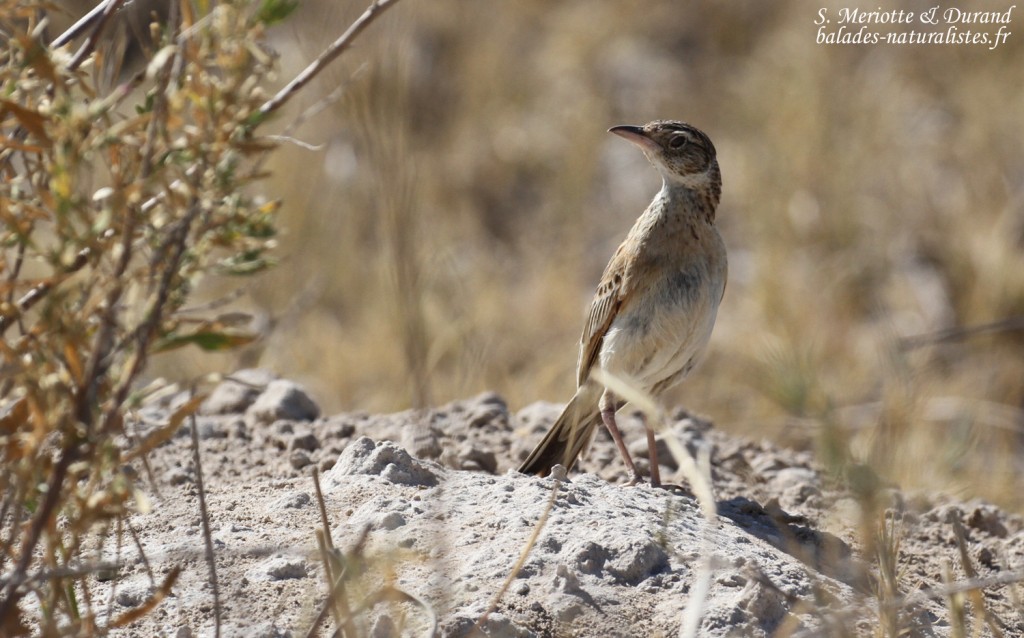 Pipit à long bec, Etosha