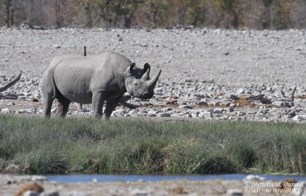 Rhinocéros noir, Etosha
