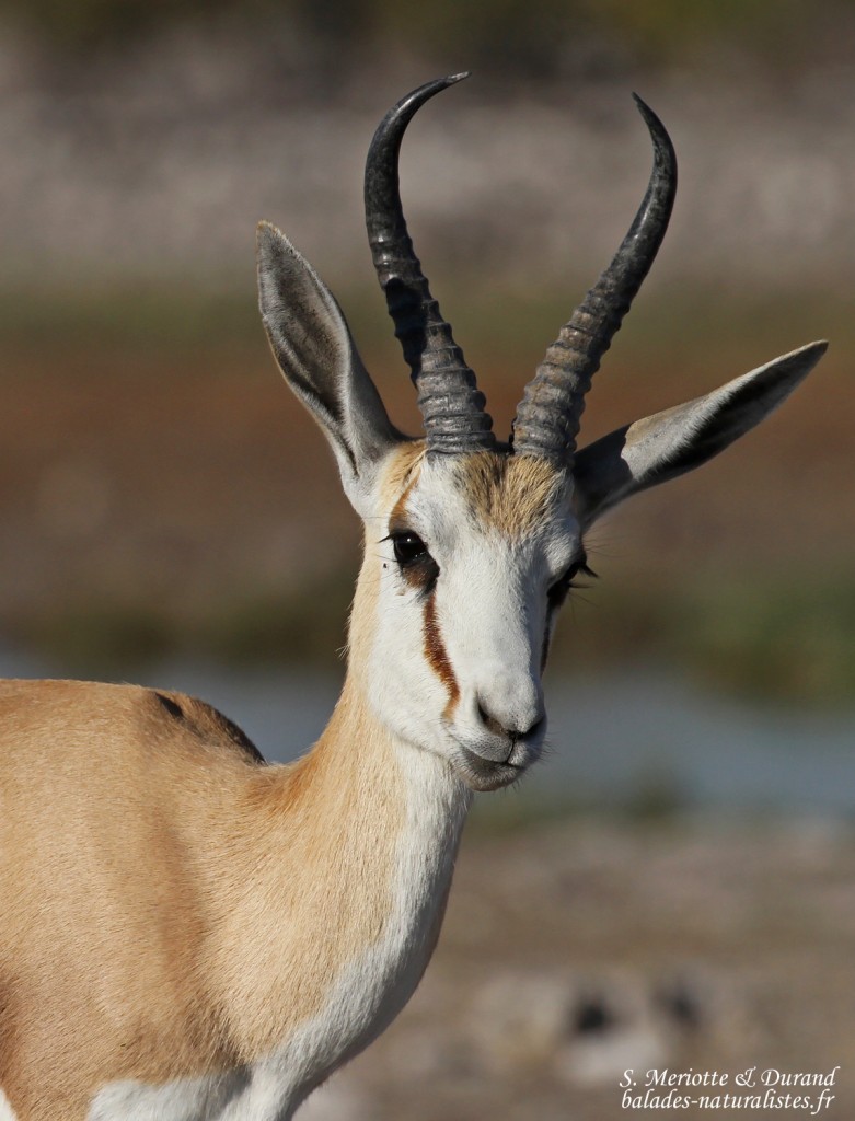 Springbok, Rietfontein Etosha