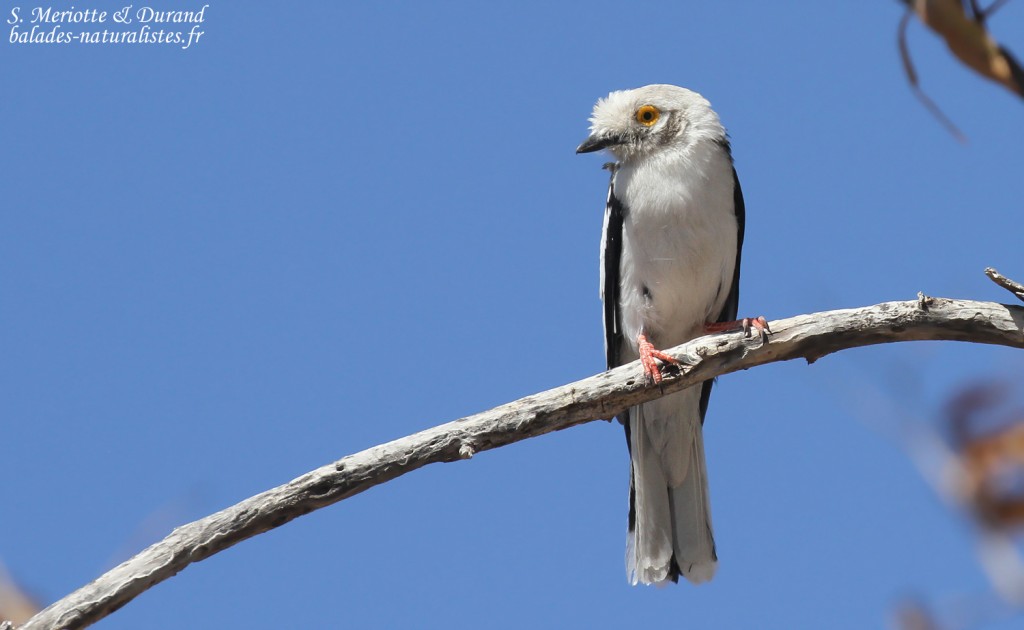 Bagadais casqué, Halali, Etosha