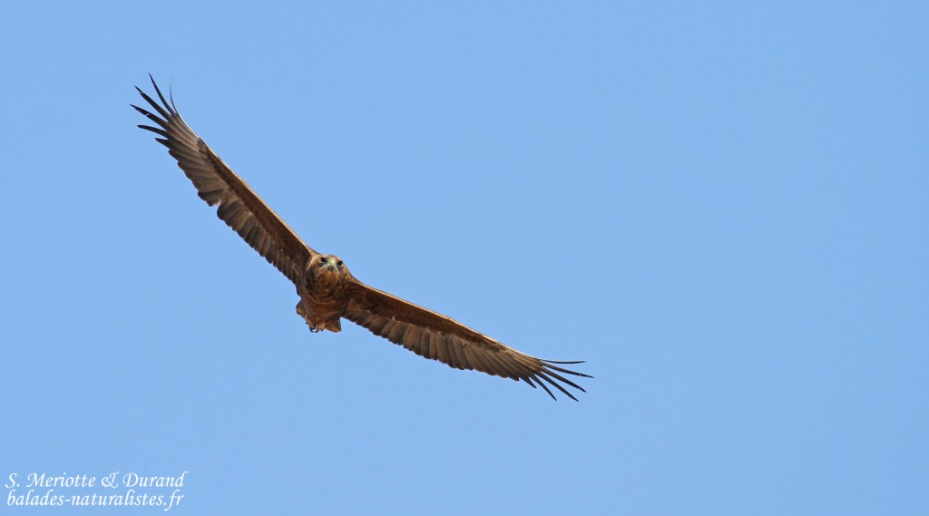 Bateleur immature, Etosha
